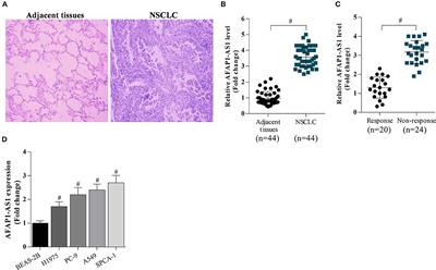 LncRNA AFAP1-AS1 Supresses miR-139-5p and Promotes Cell Proliferation and <mark class="highlighted">Chemotherapy Resistance</mark> of Non-small Cell Lung Cancer by Competitively Upregulating RRM2